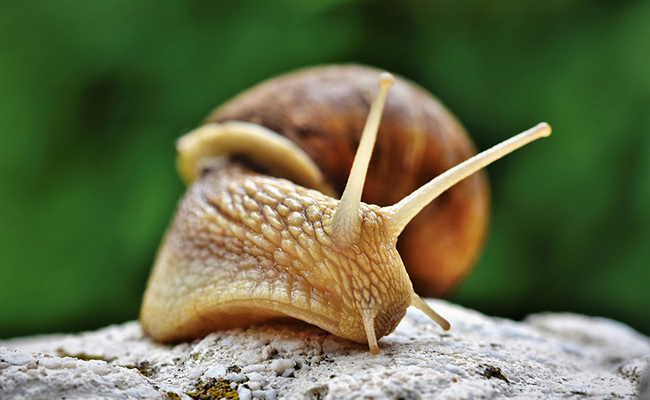 Les escargots : qui sont-ils ? Combien d’espèces en France ?