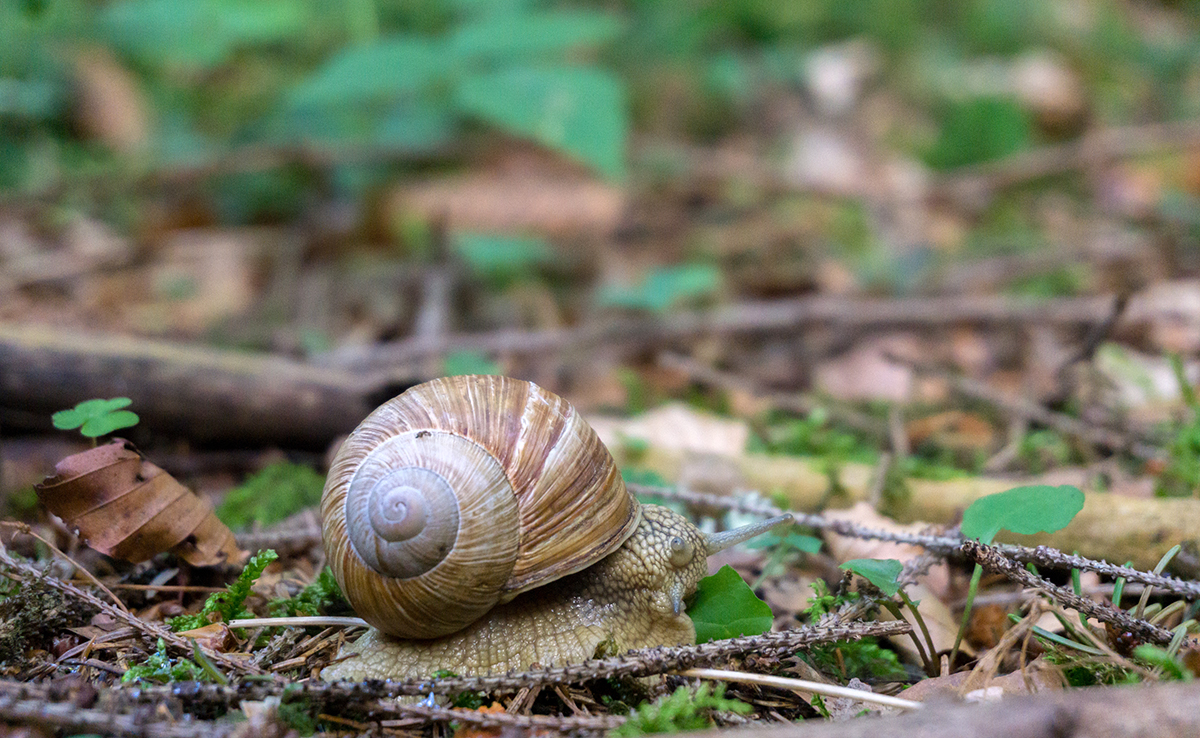 Escargots des bois, escargots des jardins : liste des espèces !