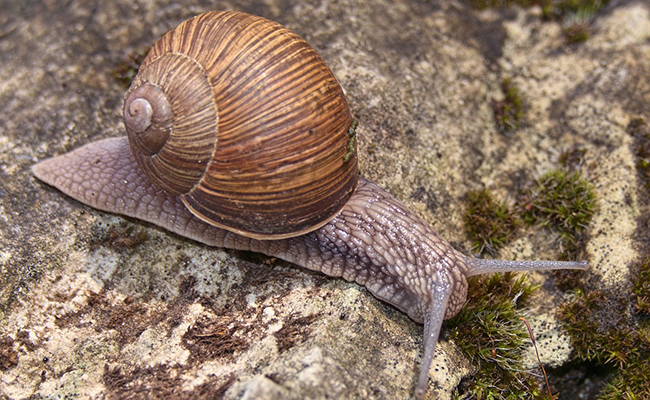 Escargot de Bourgogne : qui est-il ? Où et comment vit-il ?