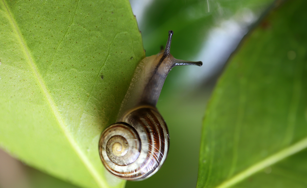 Comment fabriquer un piège à escargots efficace pour le jardin ?