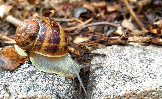 Escargot petit-gris : qui est-il ? Où et comment vit-il ?