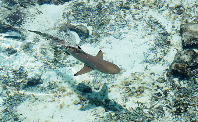 Requin : combien existe-t-il d'espèces à travers le monde ?