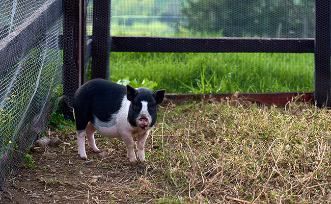 Combien de temps vit un cochon ? Quelle espérance de vie ?