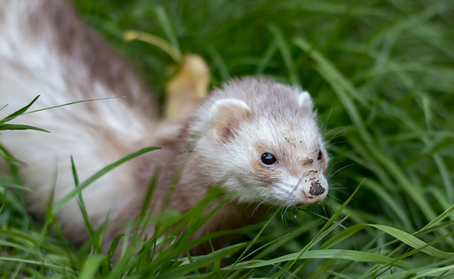 Combien de temps vit un furet ? Quelle espérance de vie ?