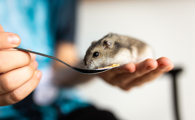 Combien de temps vit un hamster ? Quelle espérance de vie ?