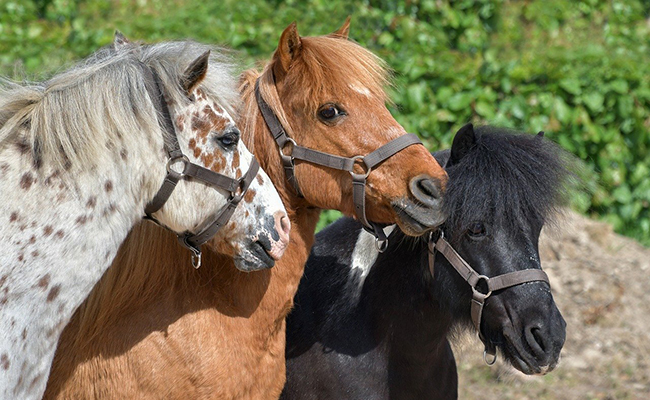 Combien de temps vit un poney ? Quelle espérance de vie ?