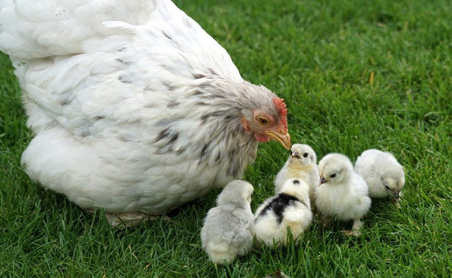 Combien de temps vit une poule ? Quelle espérance de vie ?