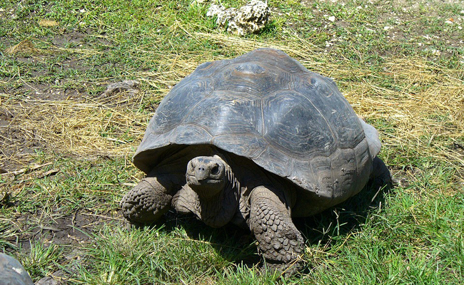 Combien de temps vivent les tortues ? Quelle espérance de vie ?