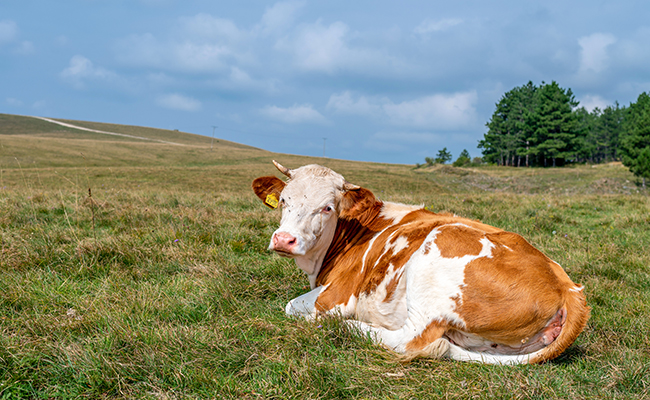 Combien de temps vit une vache ? Quelle espérance de vie ?