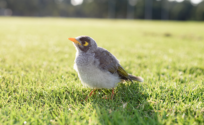 Être un drôle d'oiseau : que veut dire cette expression ?