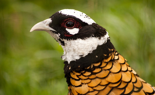 Le faisan vénéré, sublime oiseau à très longue queue, qui est-il ? Comment l'élever ?