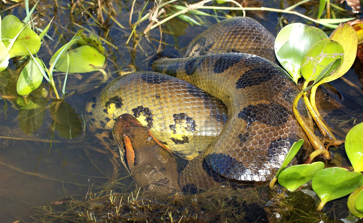 8 faits insolites sur les anacondas que vous devez connaître !