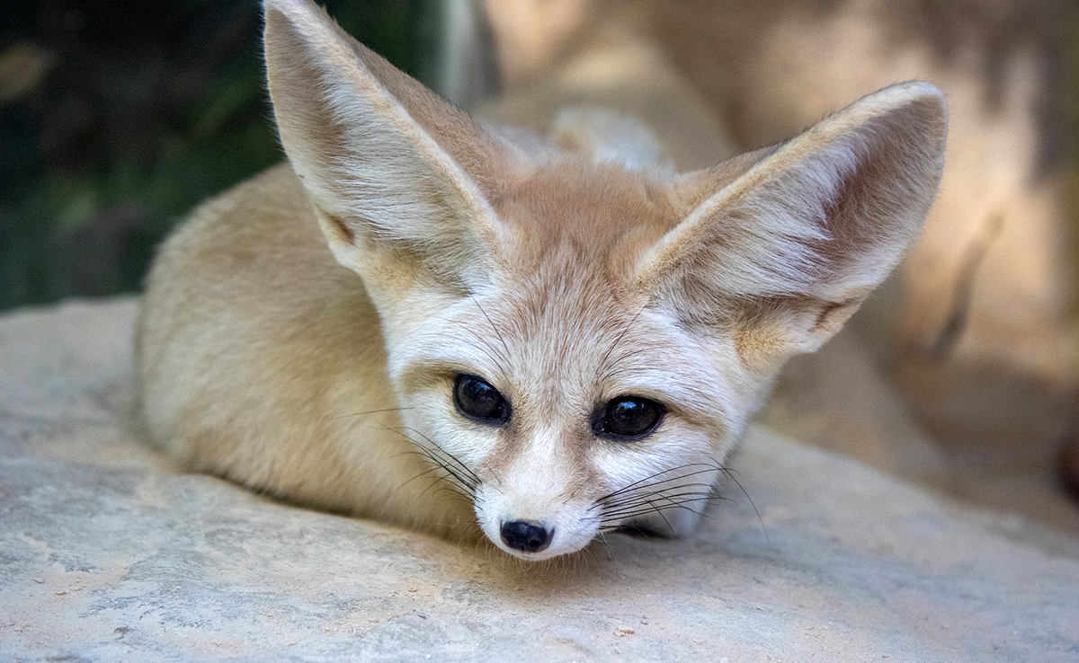 Fennec ou renard des sables : tout savoir sur ce canidé sauvage