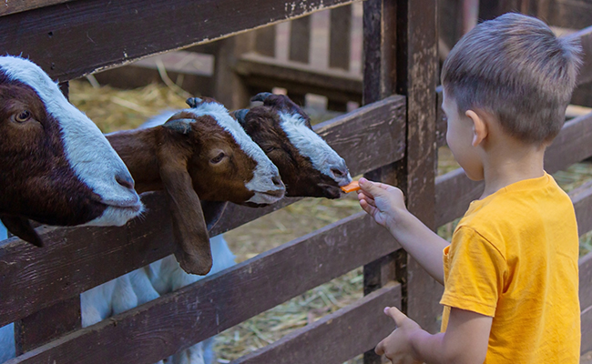 Ferme pédagogique : principe, fonctionnement, utilité