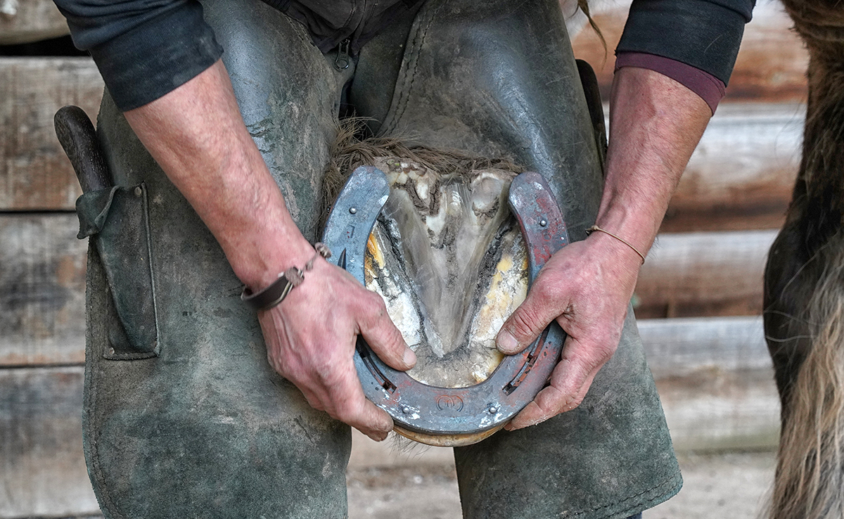 Pourquoi faut-il ferrer les chevaux ? Quelle utilité ?