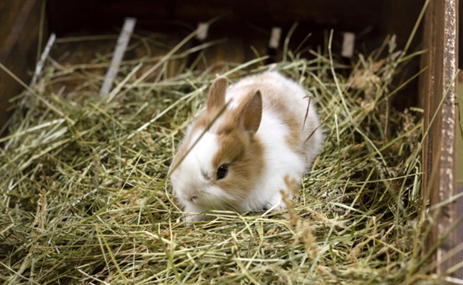 Quel type de foin donner à son lapin ?