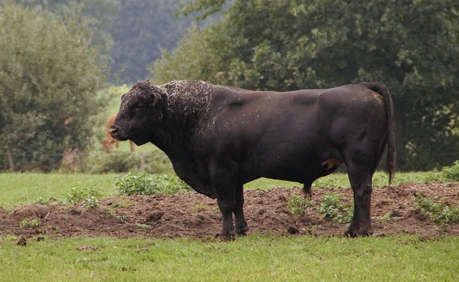 Fort comme un bœuf : que veut dire cette expression ?