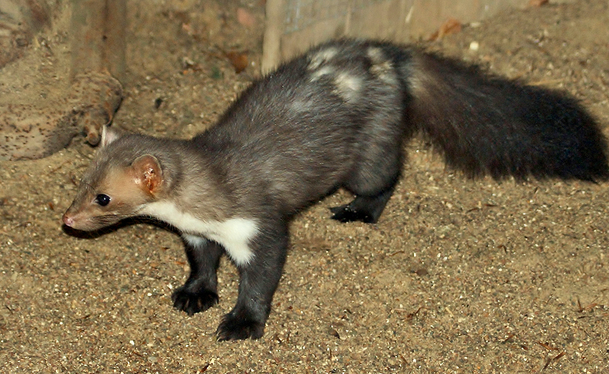 Fouine, mammifère sauvage et carnivore