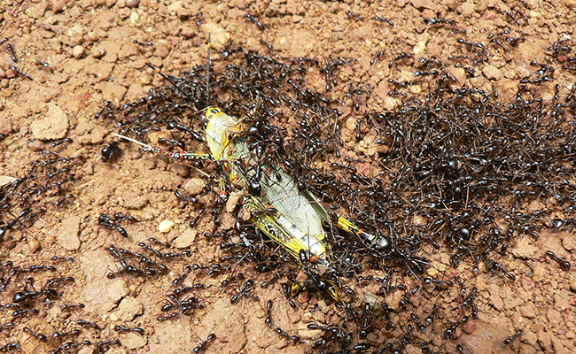 Fourmi légionnaire ou fourmi magnan, véritable prédatrice !