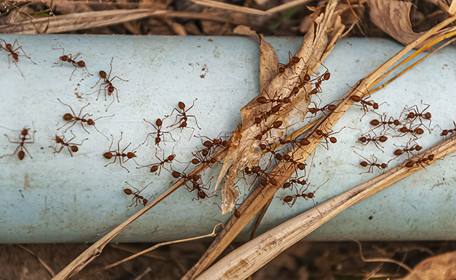 Avoir des fourmis dans les jambes : que veut dire cette expression ?