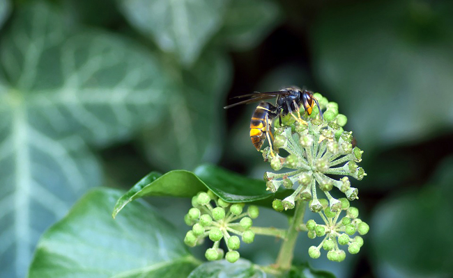 Qu'est-ce qu'une espèce invasive ? Quelques exemples emblématiques