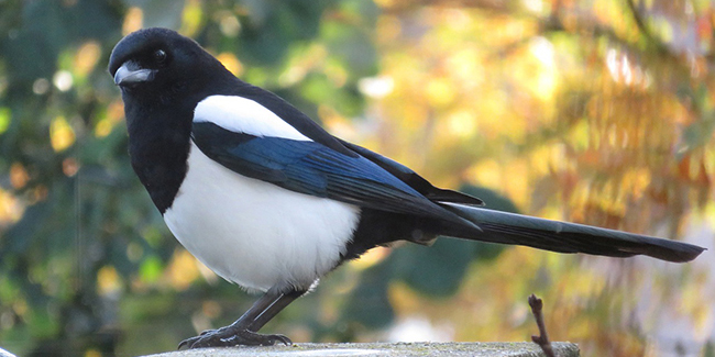 Une pie saccage votre jardin : comment faire fuir les pies ?