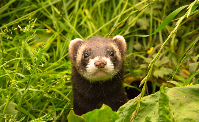 Le furet, par définition domestique, peut-il vivre à l'état sauvage ?