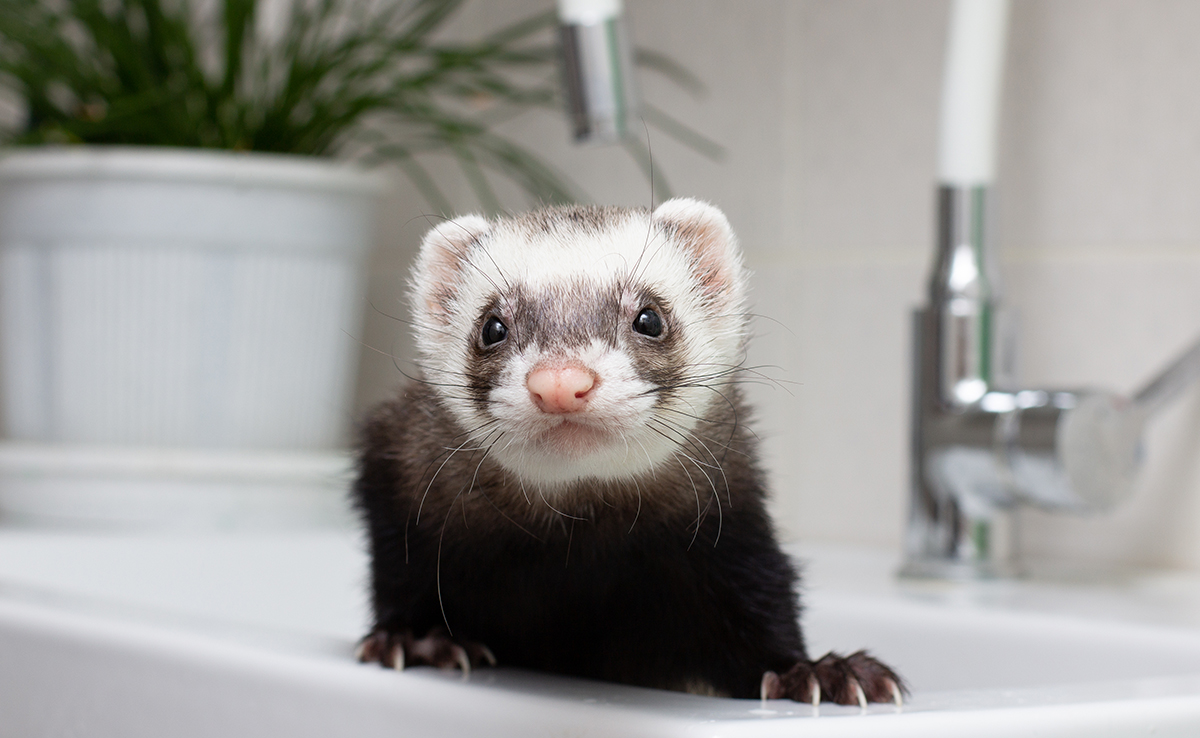 Mon furet a la diarrhée : pourquoi ? Que faire ?