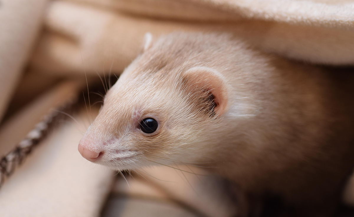 Furet agressif : quelles causes ? Quelles solutions ?