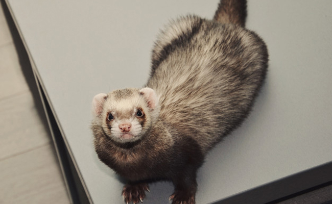 Le furet est-il adapté aux enfants comme animal de compagnie ?