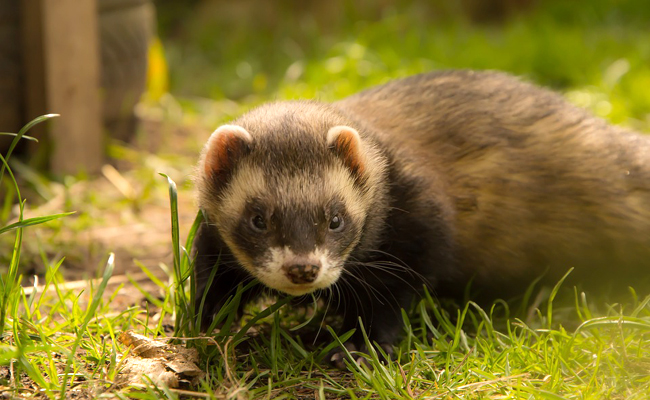 Furet malade : 8 signes qui ne trompent pas