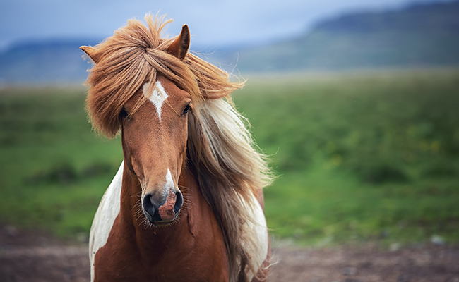 Comment faire garder son poney pendant les vacances ?