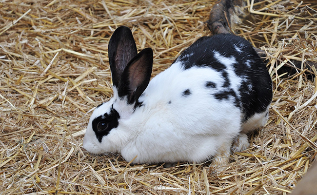 Le lapin Géant Papillon français : un des plus grands lapins du monde