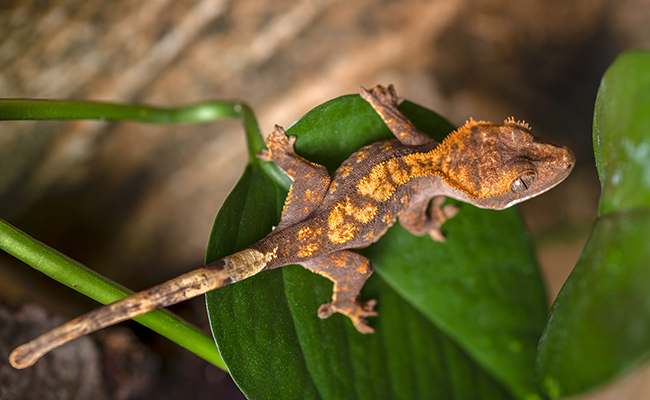 Gecko à crête : qui est-il ? Comment en prendre soin ?