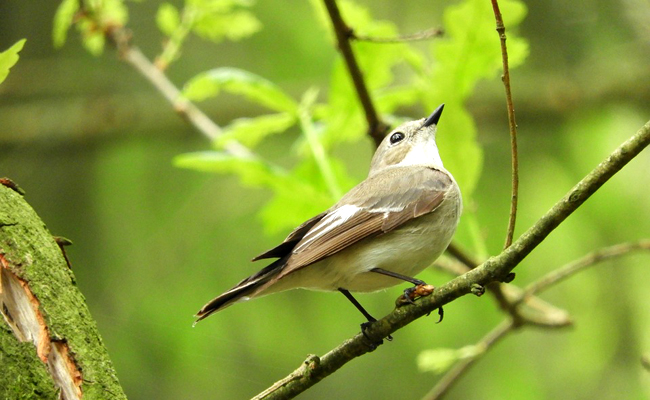 Le gobemouche gris : petit oiseau des zones boisées