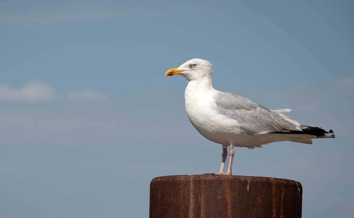 Quelles différences entre une mouette et un goéland ? Comment les reconnaître ?