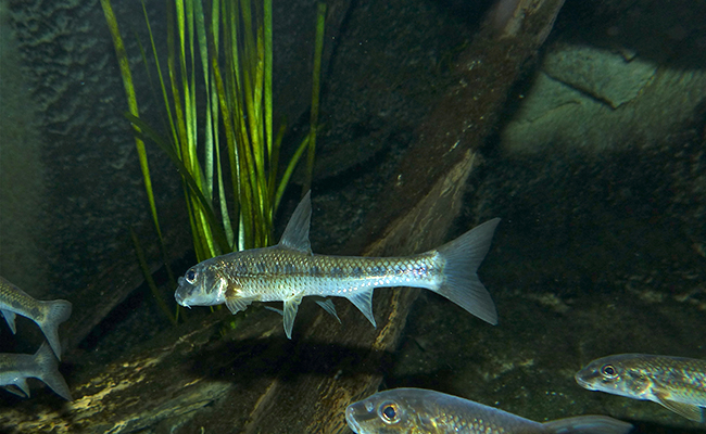 Goujon : petit poisson d’eau douce