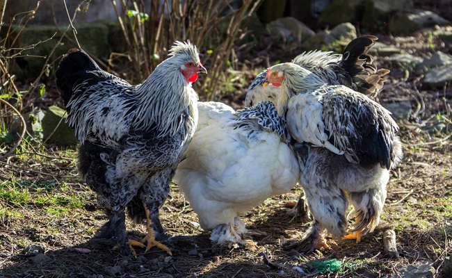 Top 10 des races de poules de grande taille