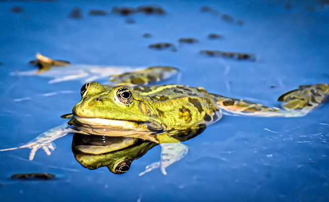 Comment protéger et accueillir les grenouilles au jardin ?