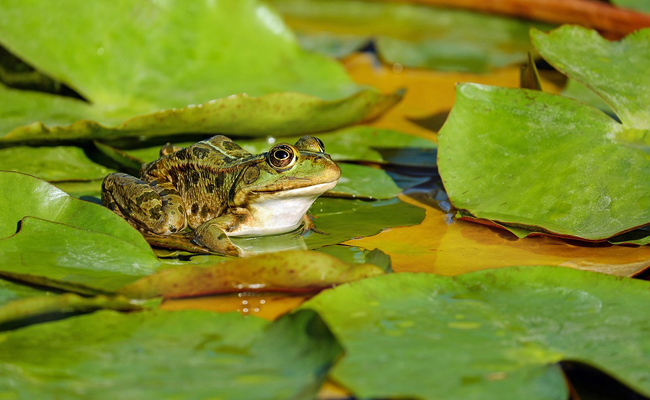 Du têtard à la grenouille : explications et anecdotes