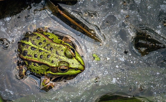 La grenouille ne boit jamais : vrai ou faux ?