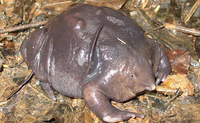 Grenouille violette de Bhupathy (Nasikabatrachus bhupathi)