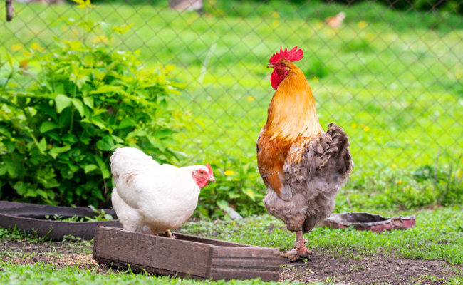 Grillage à poule ? Comment choisir pour son enclos ?