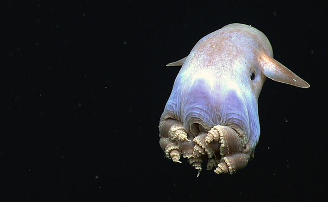 Grimpoteuthis ou pieuvre Dumbo, animal très rare !