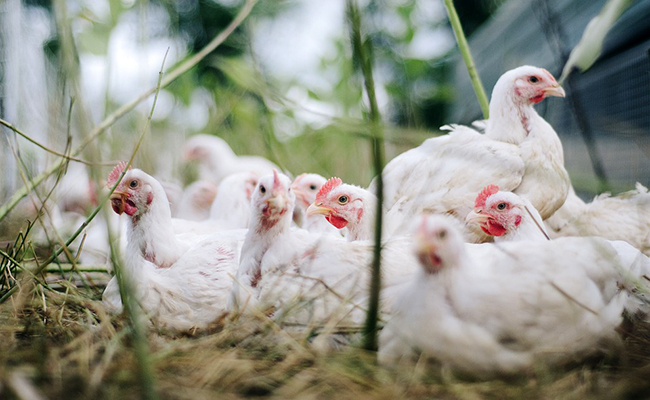 Grippe aviaire, qu’est-ce que c’est ? Pourquoi pose-t-elle tant de problèmes ?