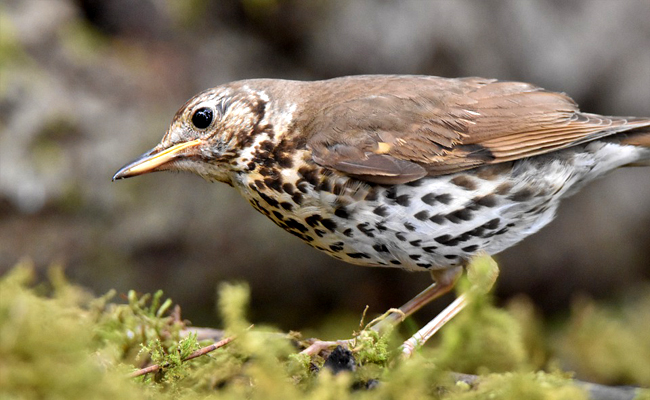 La grive musicienne, oiseau au chant très complexe