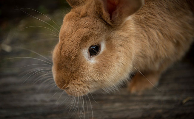 La grossesse nerveuse chez la lapine : causes, symptômes et traitement