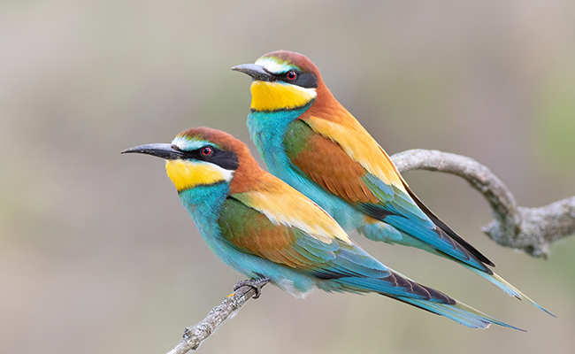 Guêpier d'Europe, oiseau très coloré