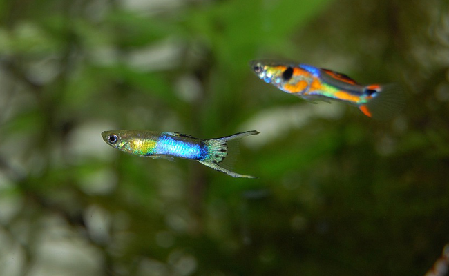 espèces compatibles avec les guppys