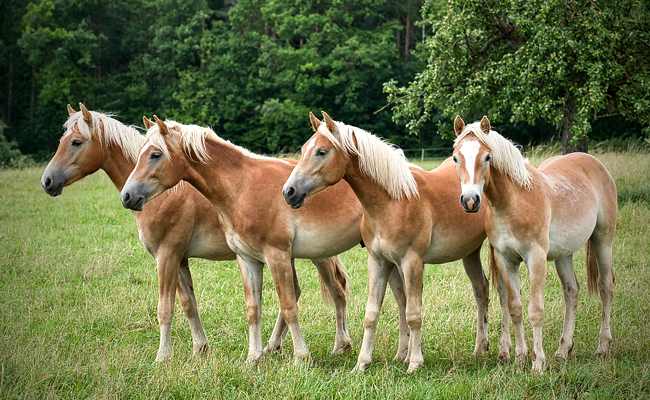 Le Haflinger : tout savoir sur cette race de poney